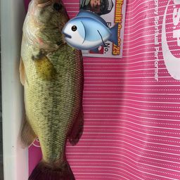 ラージマウスバス