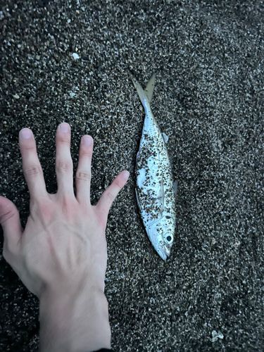 アジ