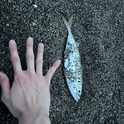 アジ