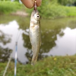 カワムツ