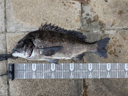 クロダイの釣果