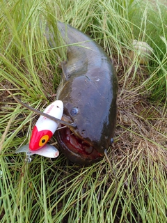 ナマズの釣果