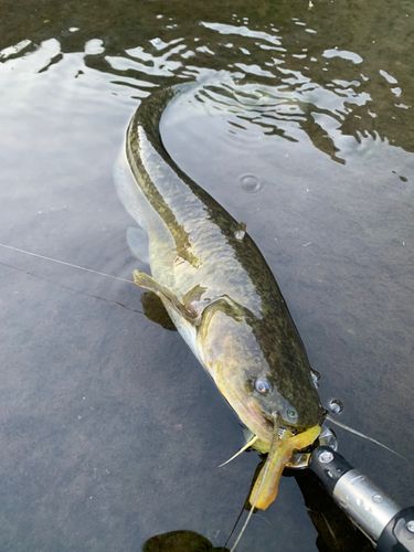 ナマズの釣果