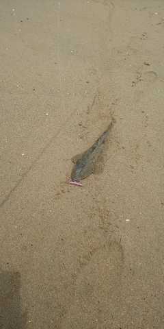 マゴチの釣果