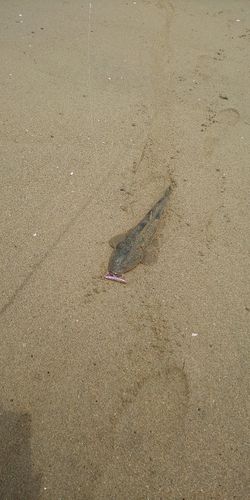 マゴチの釣果