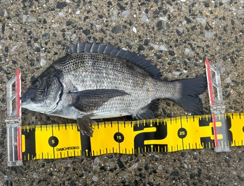 チヌの釣果