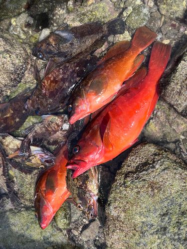 アカハタの釣果
