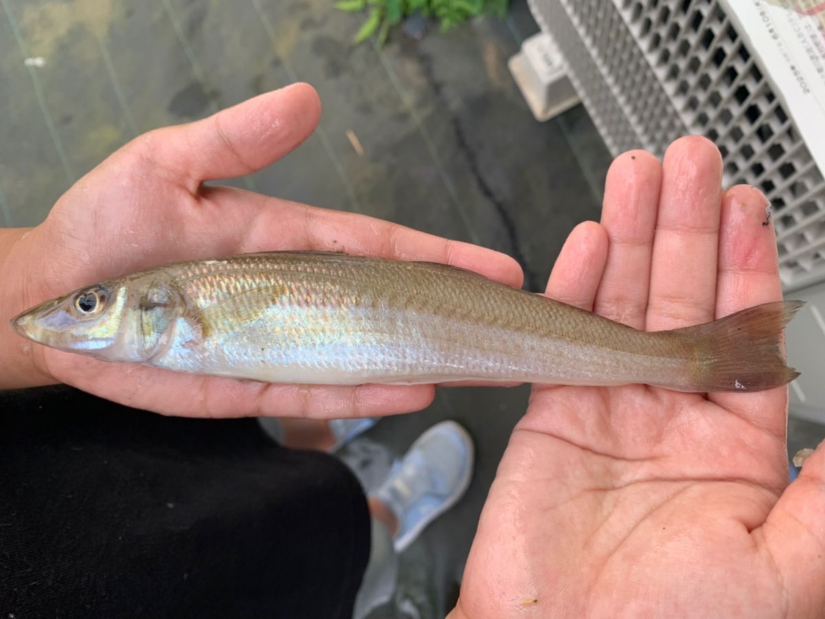 あおい と たつやさんの釣果 1枚目の画像