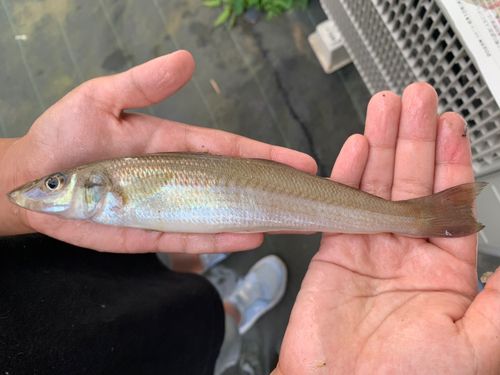 シロギスの釣果