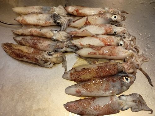マメイカの釣果