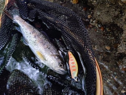 ヤマメの釣果