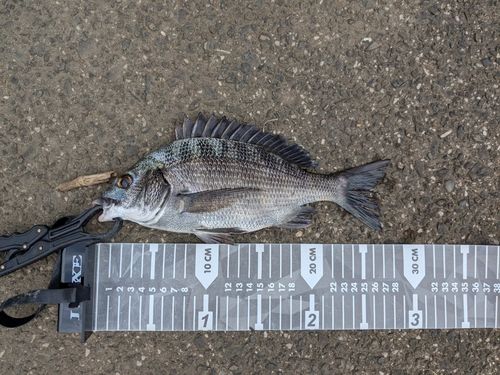 クロダイの釣果