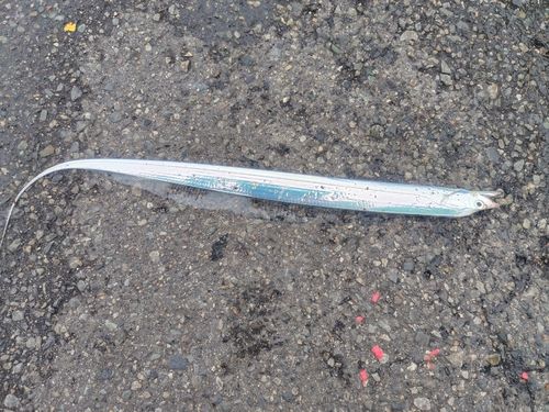 タチウオの釣果