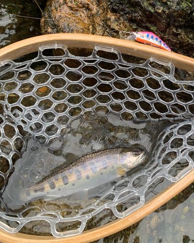 ヤマメの釣果