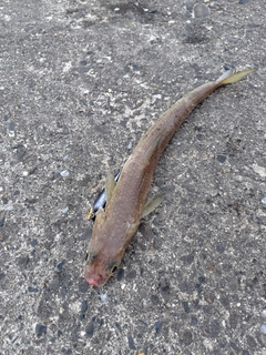 エソの釣果