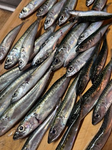 サバの釣果