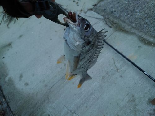 キビレの釣果