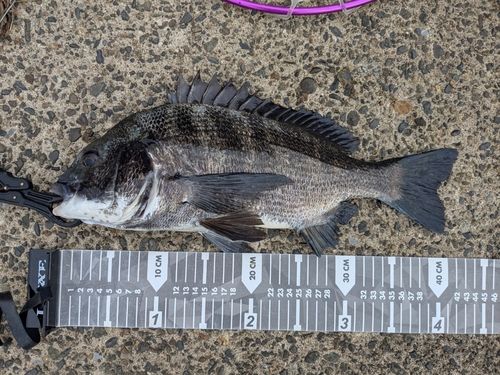 クロダイの釣果