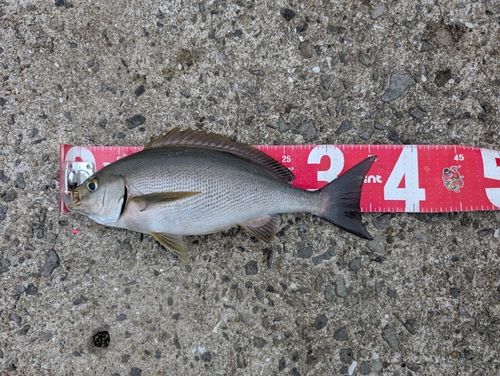 イサキの釣果