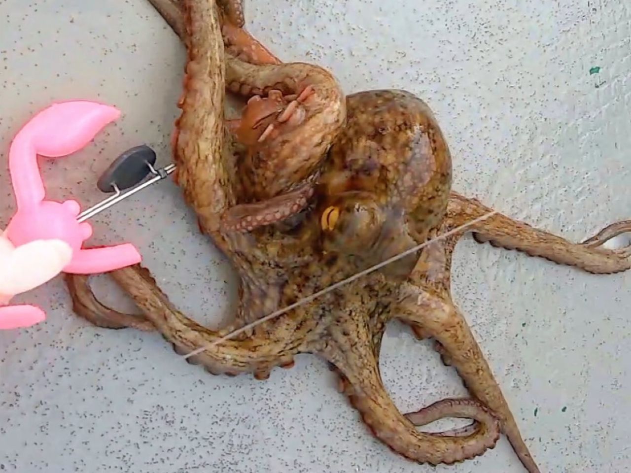 タコ