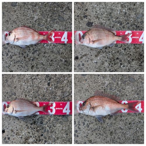 マダイの釣果