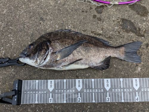 クロダイの釣果