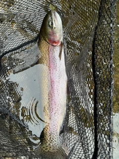 ニジマスの釣果