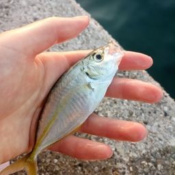 アジ