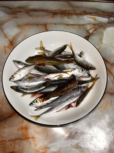 トウゴロウイワシの釣果