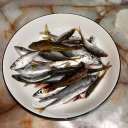 トウゴロウイワシ