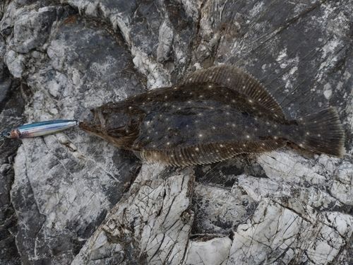 ヒラメの釣果