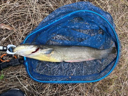 ナマズの釣果