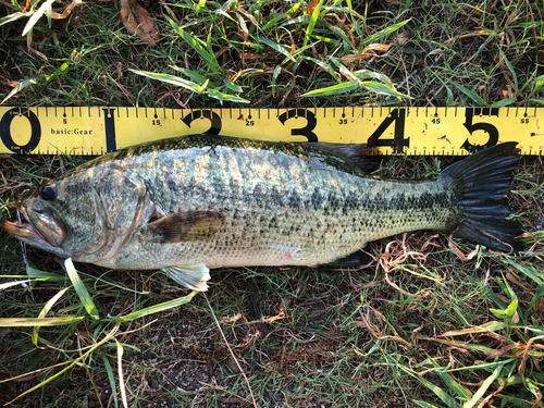 ブラックバスの釣果