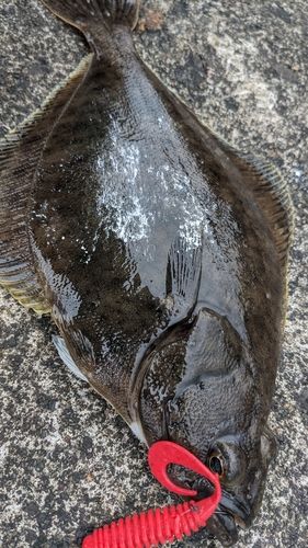 アブラコの釣果