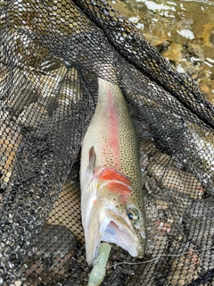 ニジマスの釣果