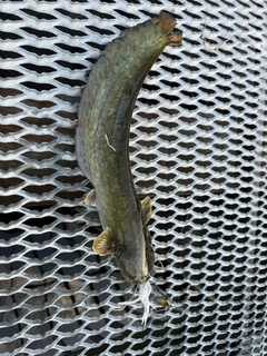 マナマズの釣果