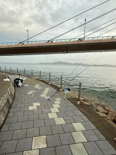 キスの釣果