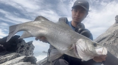 ヒラスズキの釣果