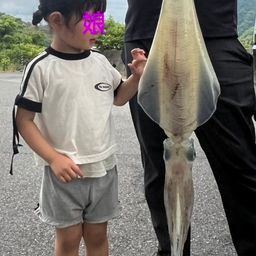 アオリイカ