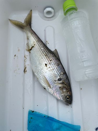 コノシロの釣果