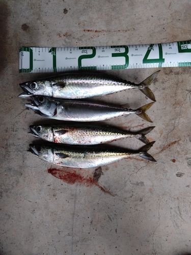 サバの釣果