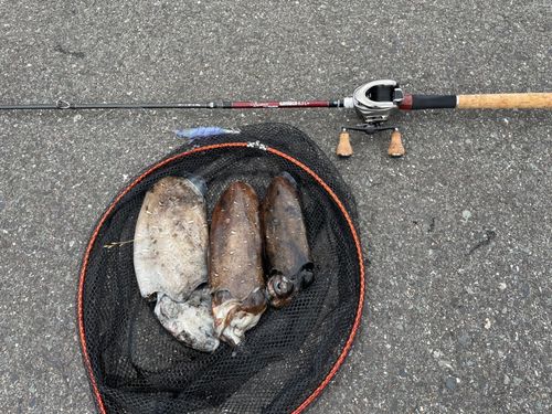 モンゴウイカの釣果