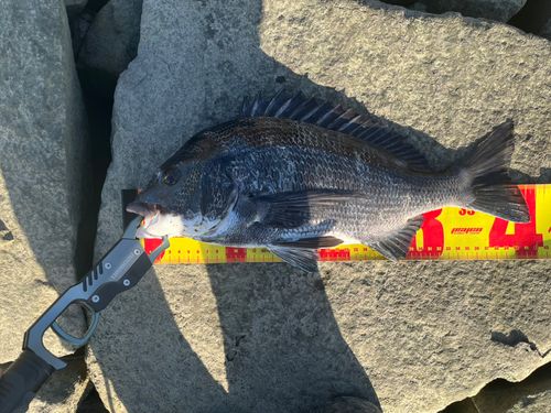 チヌの釣果