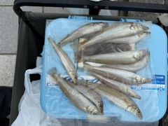 キスの釣果
