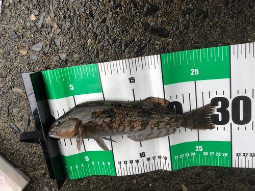 アイナメの釣果