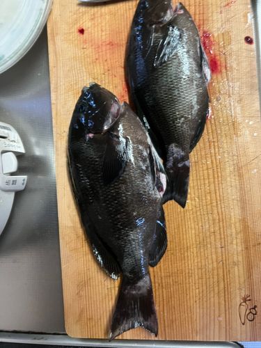 グレの釣果