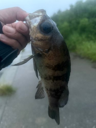 シロメバルの釣果