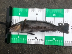 アイナメの釣果