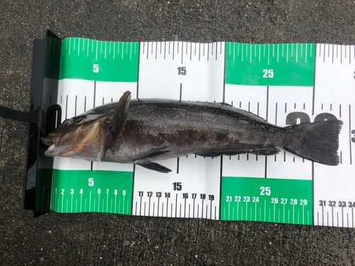 アイナメの釣果