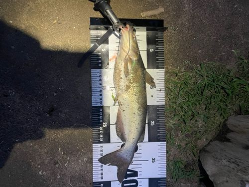 アメリカナマズの釣果